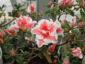 二色咲きがオシャレな「マルタ」