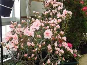 アザレア「朝日」
コーラルピンクのかわいい花