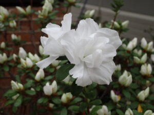 純白の花が美しい「清朗」