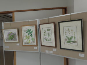 ボタニカルアートの作品が展示されている様子