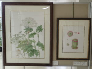 オオハナウドとサボテンの精密画