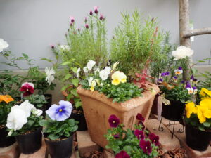 春のパンジー・ヴィオラ展