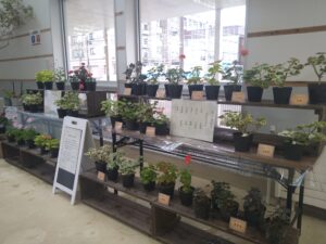 古典ゼラニウムを中心にした展示風景　