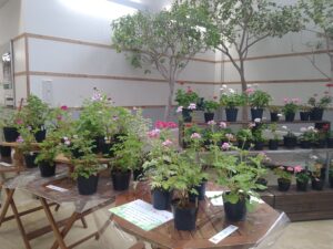 ハーブゼラニウムを実際にさわって香りを体験できる展示コーナーの様子