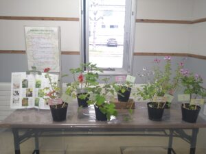 ＮＨＫ趣味の園芸テキスト4月号で紹介されたハーブゼラニウムを展示したコーナーの様子