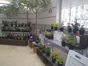 変わり葉ゼラニウムと変わり咲きゼラニウムの展示風景