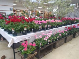 販売品のゼラニウムたちの様子 栄養系品種を中心に300株を用意しました