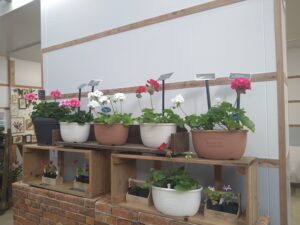 ゼラニウムの見本展示 小さめのプランターに植え込んで飾る見本