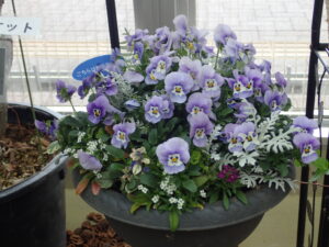 マウントギャザリング ビオラとシロタエギクなどをマウンテン状に寄せ植えした見本