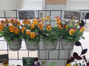オレンジ系のビオラたち 元気の出る色です
