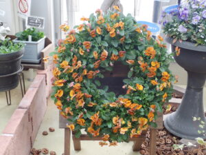 リングバスケットを使ったビオラのリース