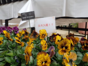 虎のような模様のビオラ 2年ぶりの入荷です