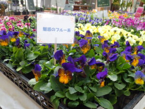 モルフォチョウのような美しい色合いのビオラ