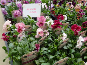 かわいい色合いのパンジー「花ろまん 恋もも」