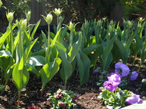 つぼみのチューリップと青紫のパンジーが列植されている花壇