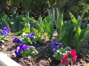 つぼみのチューリップと紫、赤のパンジーが植えられている花壇