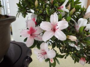 さつき’日の丸’の花のアップ