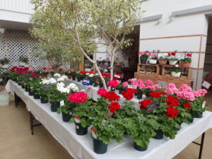 ゼラニウム展の販売コーナーの様子。 大ぶりの花が咲く栄養系ゼラニウムを販売しています。