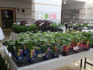 野菜苗の販売の様子
