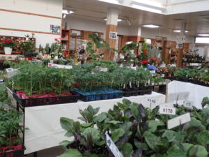 販売用の野菜苗の売り場