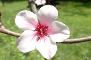 サクラのように見える、中心がピンク色のアーモンドの花