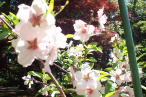 やや大ぶりな淡いピンクのサクラによく似たアーモンドの花