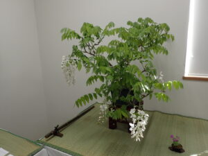 シロ花フジの盆栽