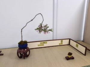 R8北海道の盆栽づくり5月展 　フジザクラの席