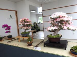 R8さつき花季展　会場入り口の3席