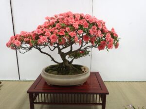 R8さつき花季展　’紅万’重