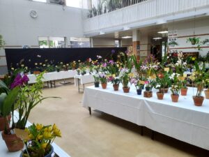 「夏の洋ラン展」開催と園内の開花情報