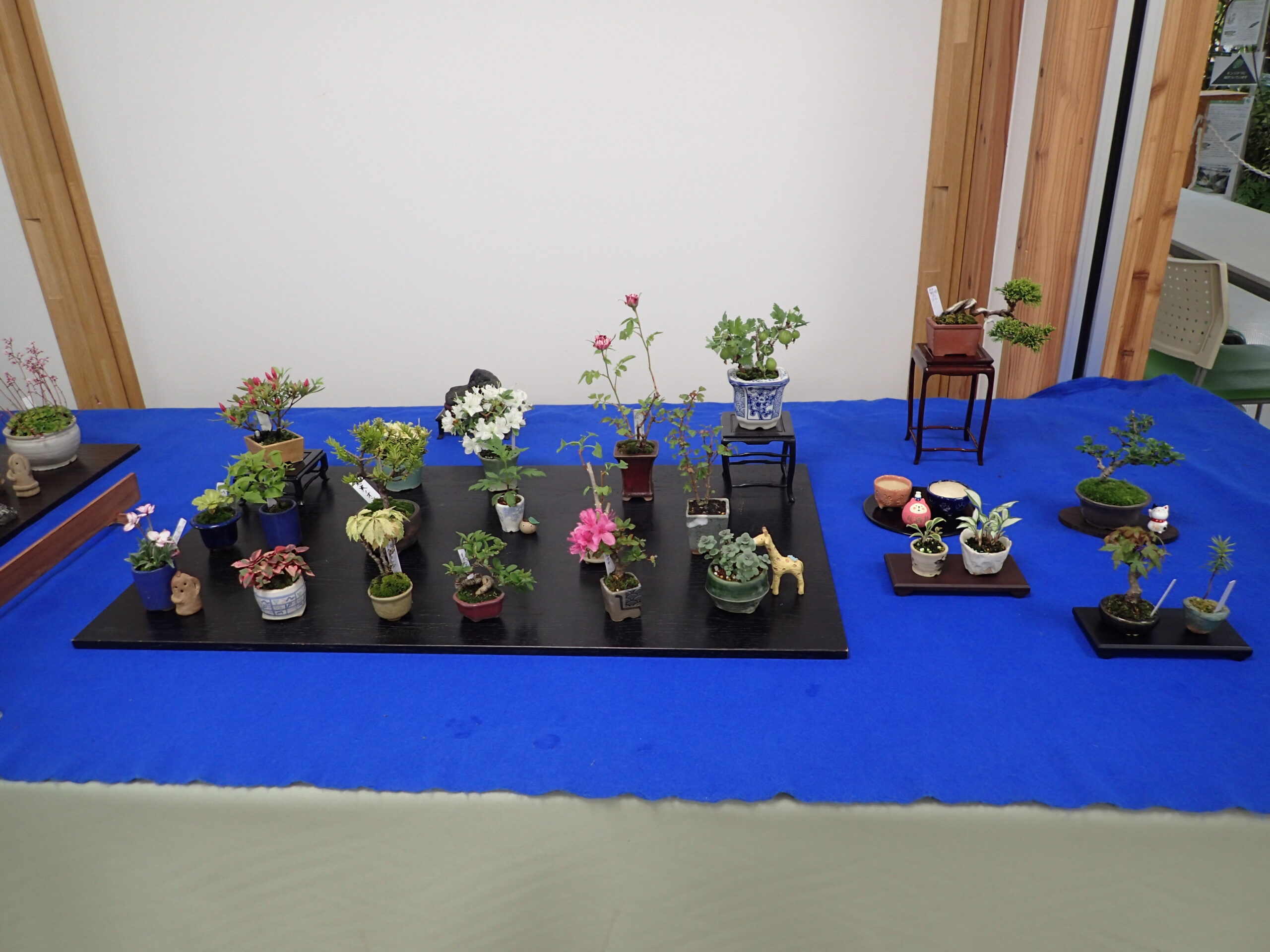 春のミニ盆栽と山野草展」が始まります | 豊平公園 - 札幌市公園緑化協会