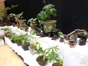 R8斑入り植物展