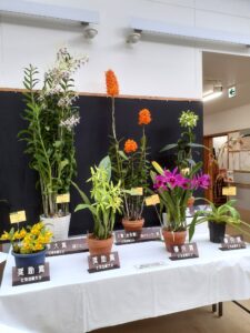 2026夏の洋ラン展 上位入賞作品