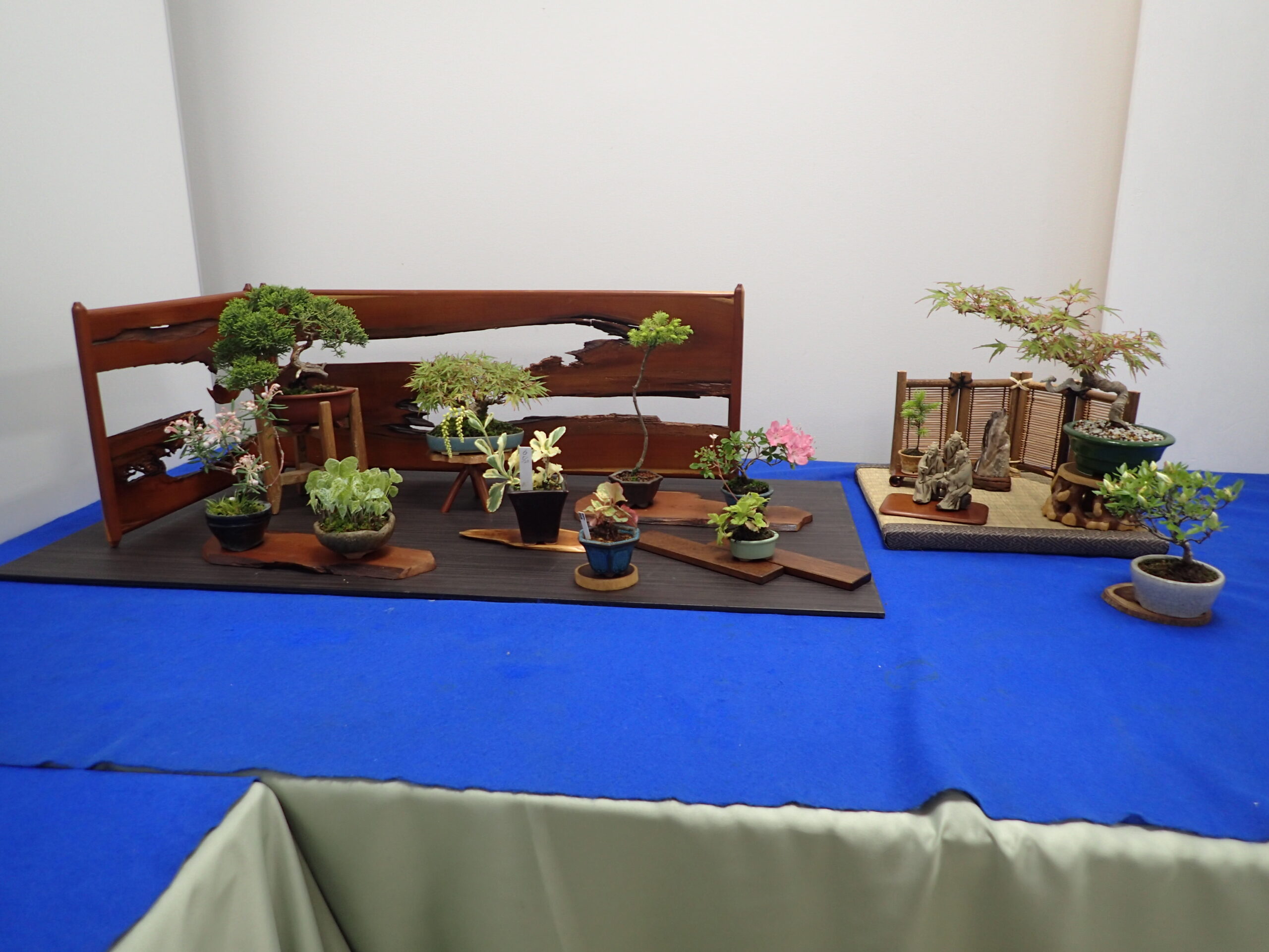 春のミニ盆栽と山野草展」が始まります | 豊平公園 - 札幌市公園緑化協会