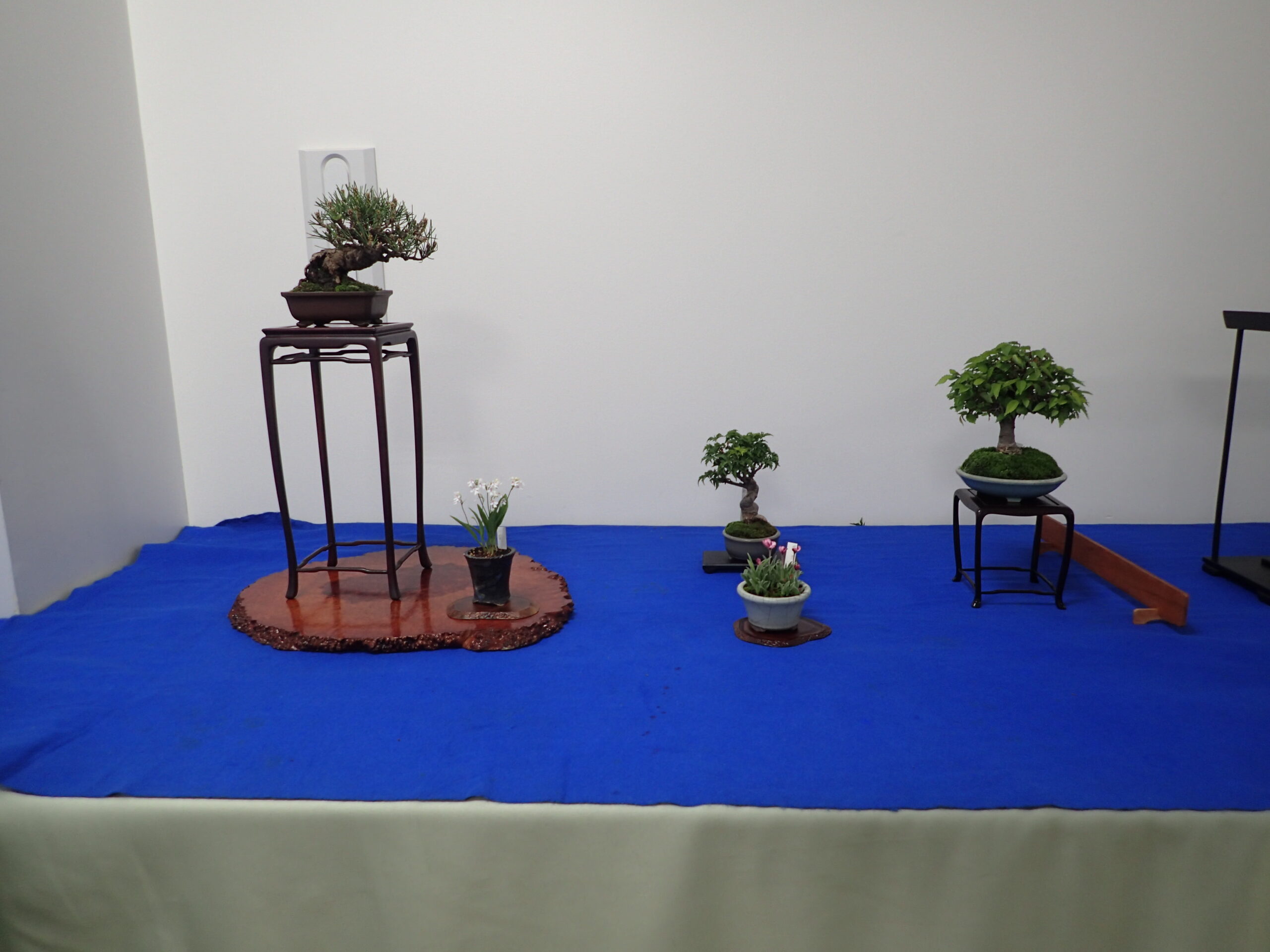 春のミニ盆栽と山野草展」が始まります | 豊平公園 - 札幌市公園緑化協会