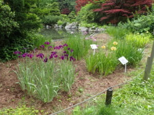 花ショウブ