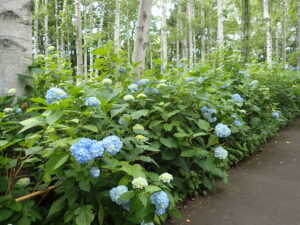 白樺林とアジサイ