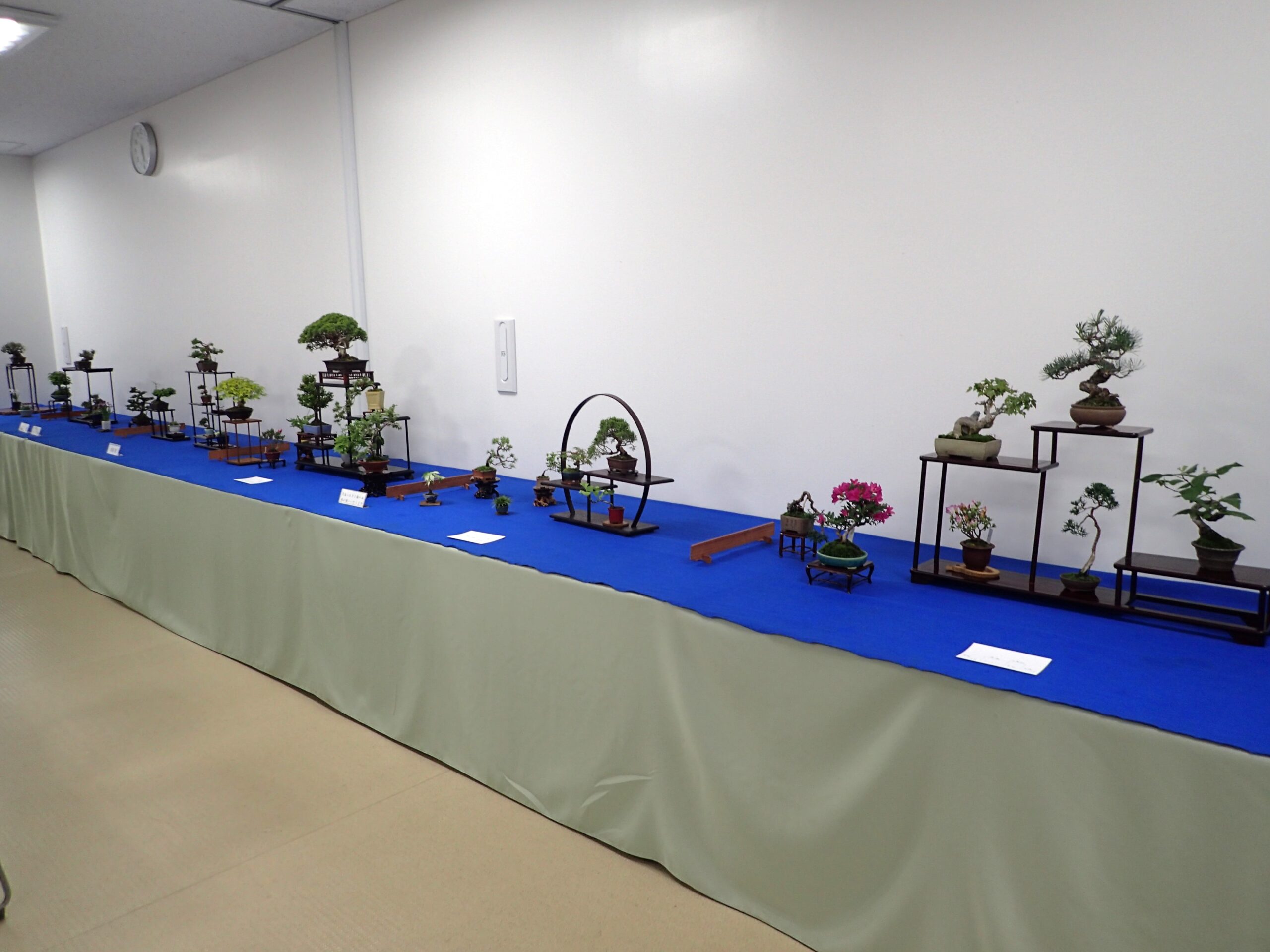 春のミニ盆栽と山野草展」が始まります | 豊平公園 - 札幌市公園緑化協会