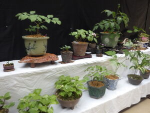 R8斑入り植物展