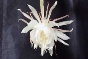 月下美人が開花しました