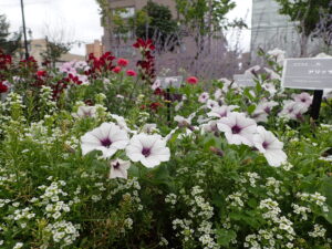 レイズド花壇 ペチュニア　アリッサム