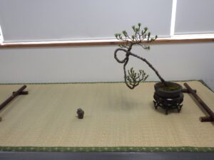 R8北海道の盆栽作り7月展