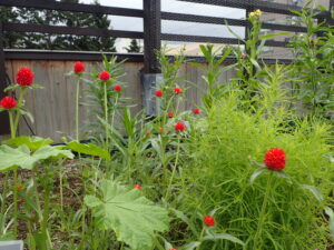 ルーフ花壇 コキア