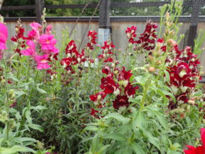 ルーフ花壇 キンギョソウ
