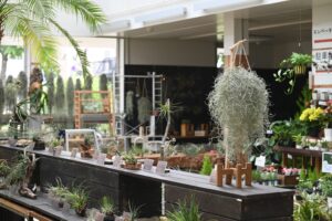 エアープランツ展メイン展示全景