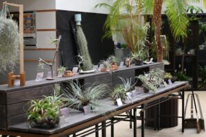 豊平公園のコレクション40品種を展示