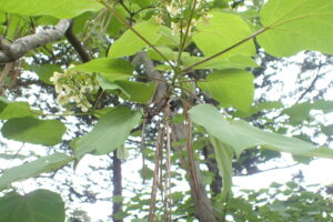 キササゲの花と実