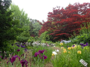 花菖蒲園とノムラカエデ