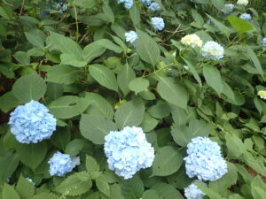 白樺林と紫陽花